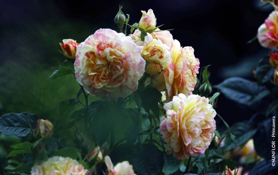 ©SUNFLOR - Primavera